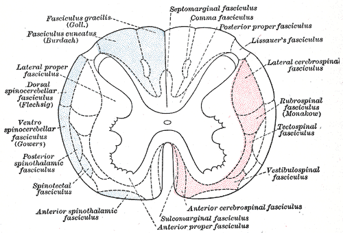 <p>Nerve Fasciculi, Neurology. The illustration depicts the principal fasciculi of the spinal cord.</p>