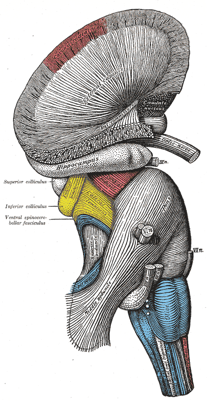 <p>Hindbrain, Superficial Dissection