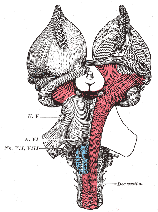 <p>The Hindbrain or Rhomencephalon, Ventral View