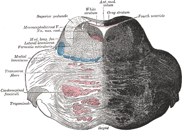 <p>The Hind-Brain or Rhombencephalon.&nbsp;The coronal section of the pons is at its upper part.</p>