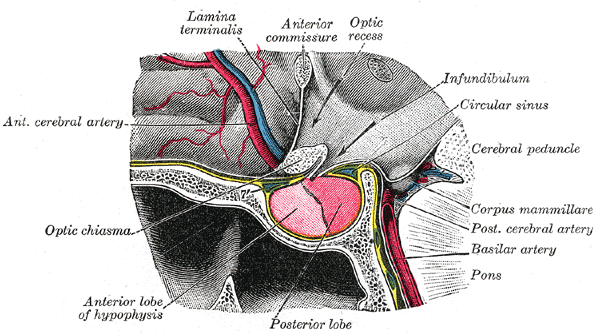 <p>The Fore-brain or Prosencephalon, The hypophysis cerebral; sagittal section, Lamina Terminalis, Optic Recess, Infundibulum