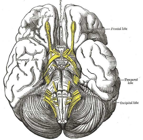 <p>The Telencephalon, Base of the Brain, Pas optica hypothalami, Temporal Lobe, Cerebellum, Occipital lobe, Frontal lobe</p>