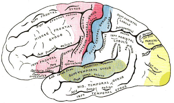 <p>Areas of localization,&nbsp;Lateral Surface of Hemisphere