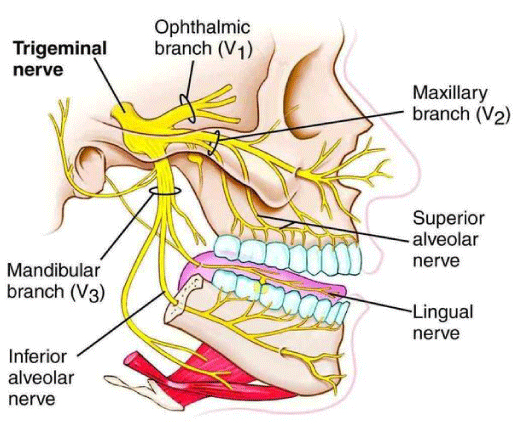 <p>Diagram showing the innervation of the dentition by the maxillary and mandibular nerves and their subdivisions.</p>