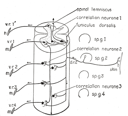 <p>Central Connections of the Spinal Cord