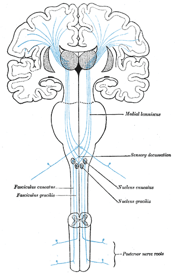 <p>The Sensory Tract