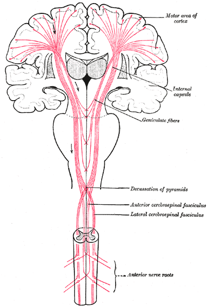 <p>Pathways From the Brain to the Spinal Cord