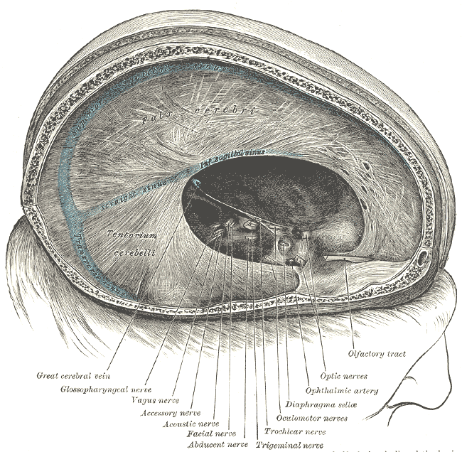 <p>Cranial Nerves and Dural Structures