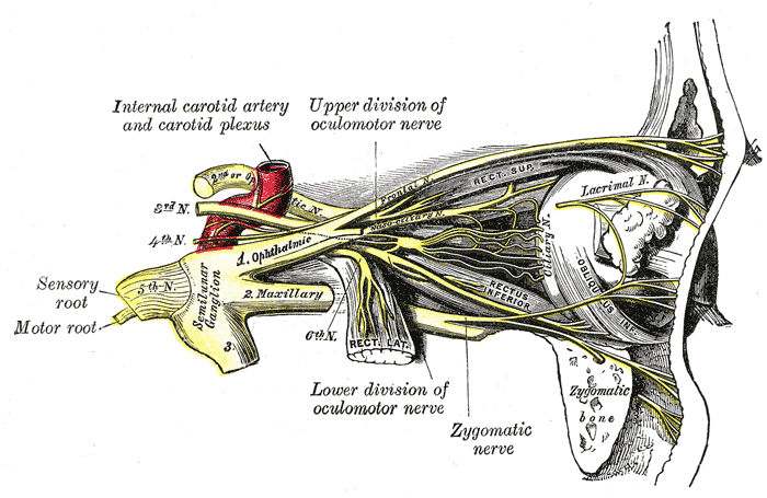 <p>Cranial Nerves in the Orbit