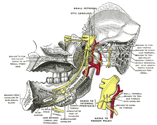 <p>Trigeminal Nerve