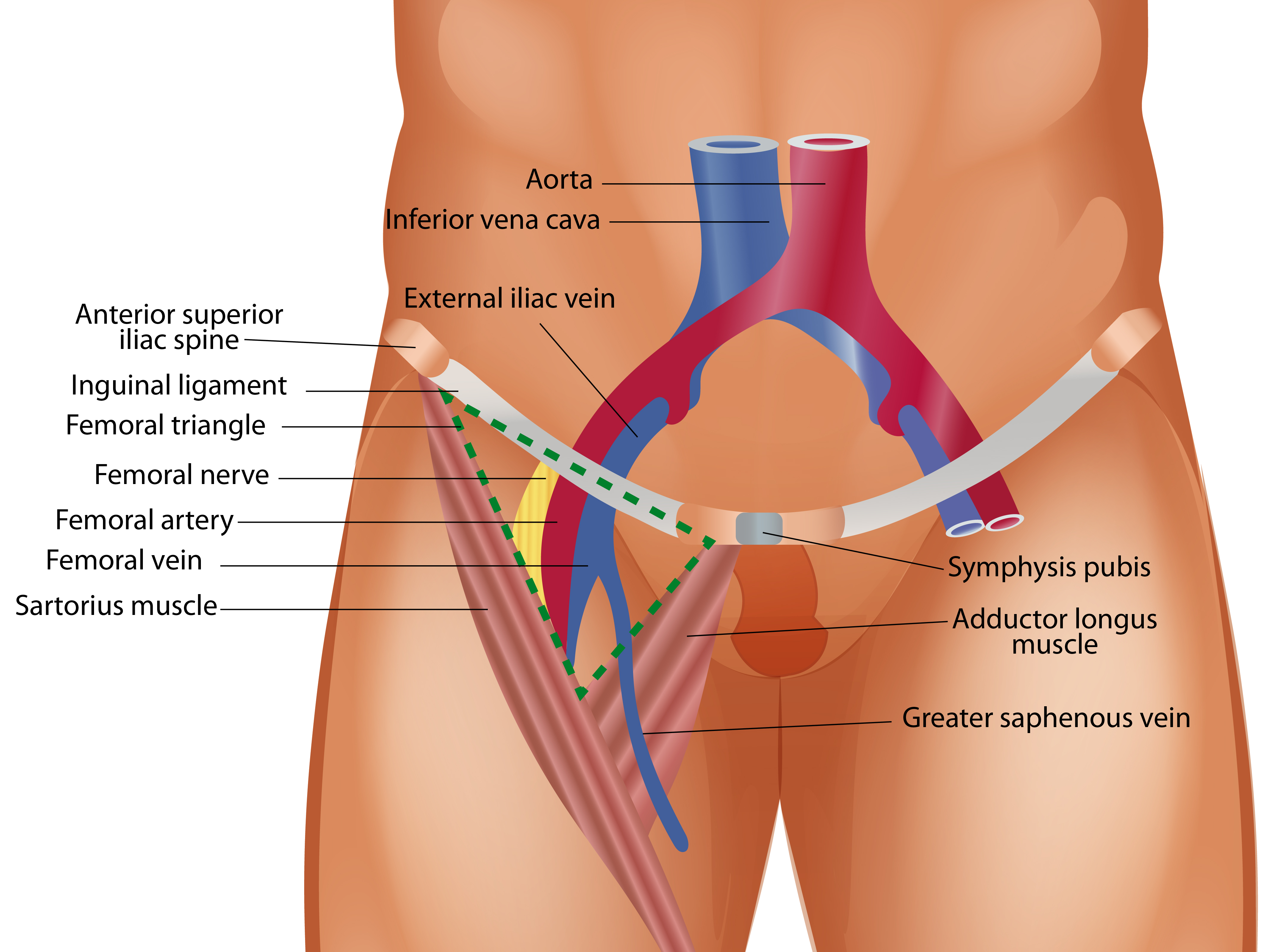 <p>Femoral Triangle