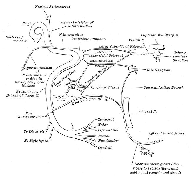 <p>The Facial Nerve