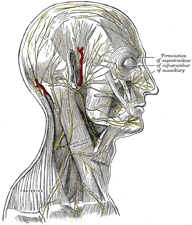 <p>The Facial Nerve, The nerves of the scalp; face; and side of neck, Termination of Supratrochlear; Infratrochlear; Nasocili