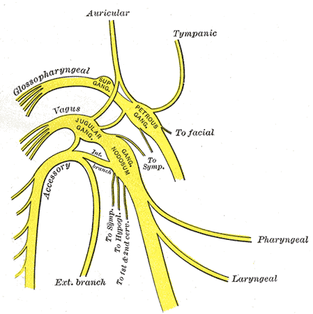 <p>Branches of the Glossopharyngeal, Vagus, and Spinal Accessory Nerves