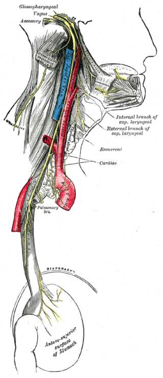 <p>Course of the Vagus Nerve