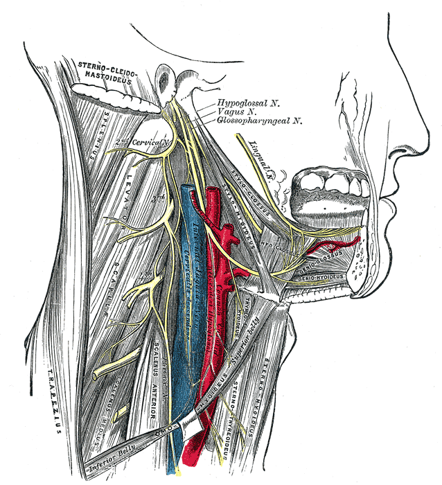 <p>Hypoglossal, Vagus, and Glossopharyngeal Nerves in the Neck
