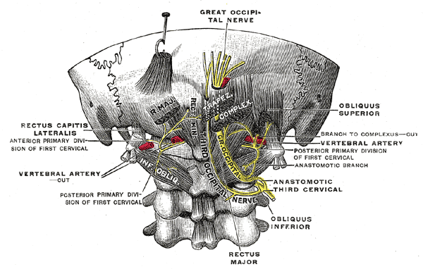 <p>The Posterior Divisions. Posterior primary divisions of the upper three cervical nerves and the great occipital nerve.</p>