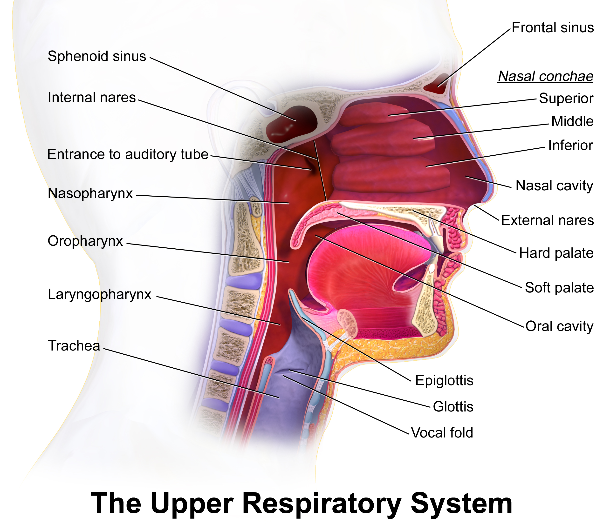 <p>The Upper Respiratory System. Illustration of the critical structures and spaces of the upper respiratory system.</p>