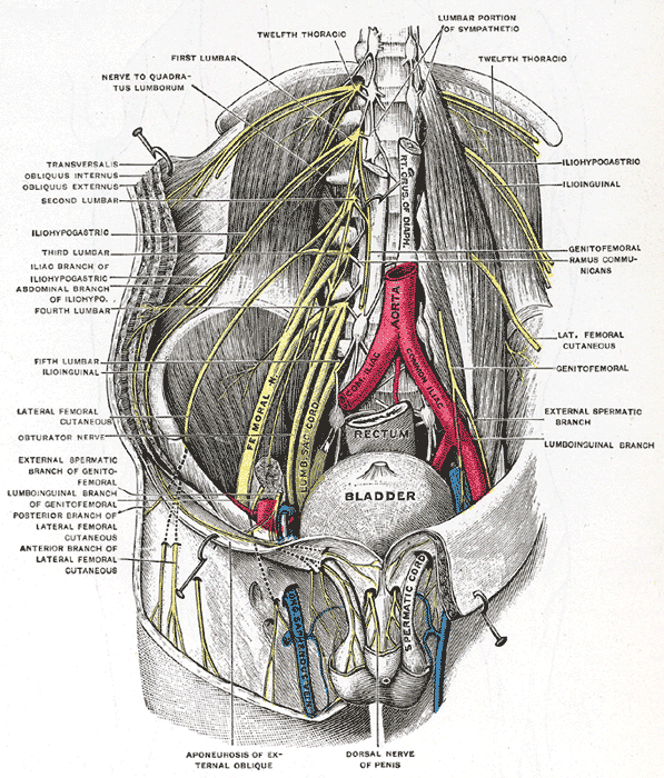 <p>The Lumbosacral Nerves