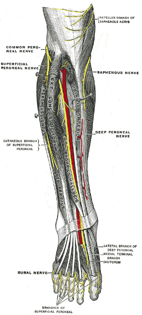 <p>Deep Fibular Nerve and Related Structures