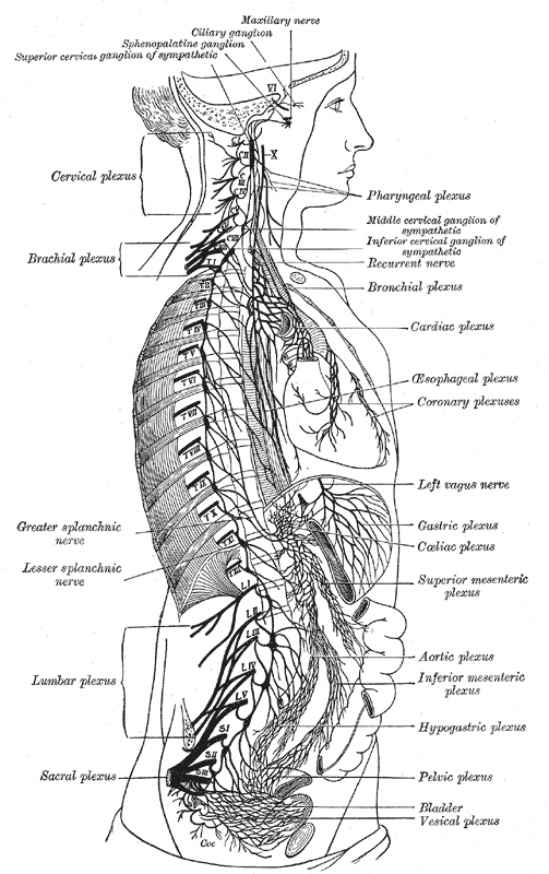 <p>The Sympathetic Nerves