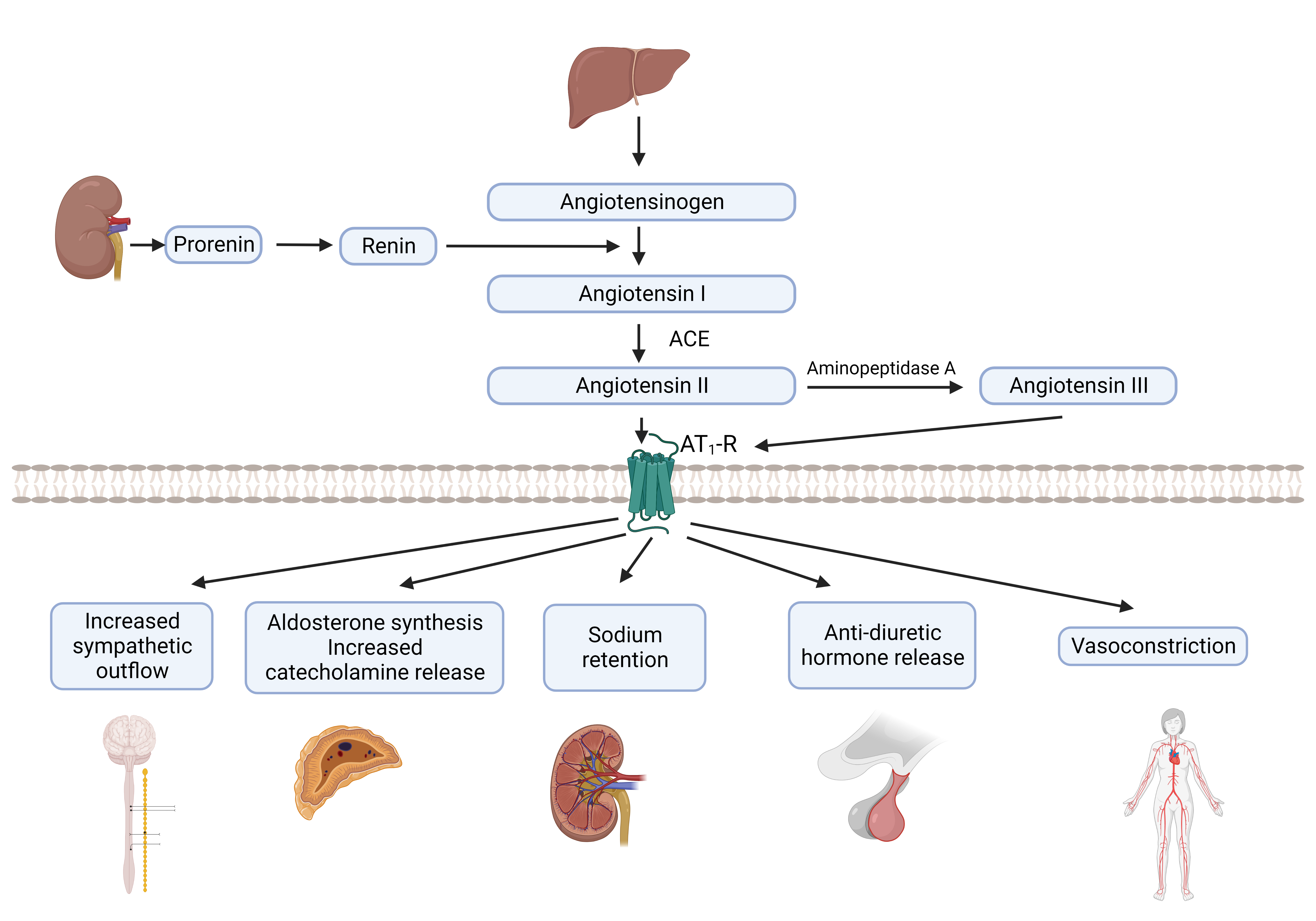 <p>Renin-Angiotensin System, Classical View. ACE: Angiotensin-converting enzyme. AT1-R: Angiotensin II type 1 receptor.</p>