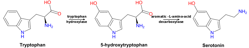 Metabolic pathway from tryptophan to serotonin.