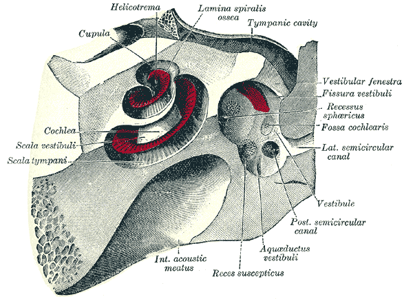 <p>Cochlea and Vestibule