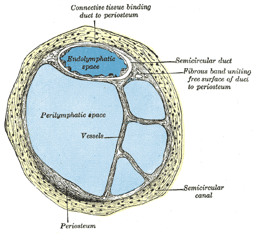 <p>The Internal Ear or Labyrinth