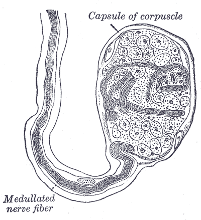 <p>Peripheral Terminations of Nerves of General Sensations, End-bulb of Krause, Capsule of corpuscle, Medullated nerve fiber<