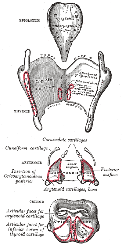 <p>The Larynx, The cartilages of the larynx; Posterior view, Epiglottis, Thyroid, Arytenoid, Cricoid</p>