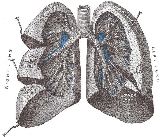 <p>Tracheobronchial Tree, Anterior View