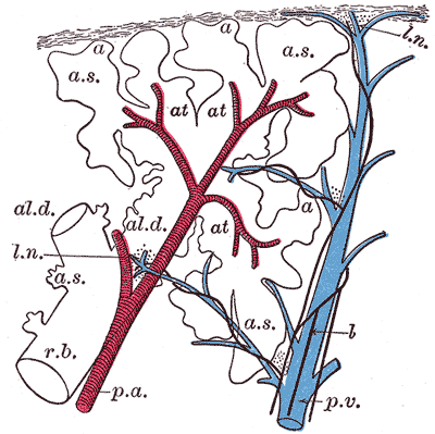 <p>The Lungs