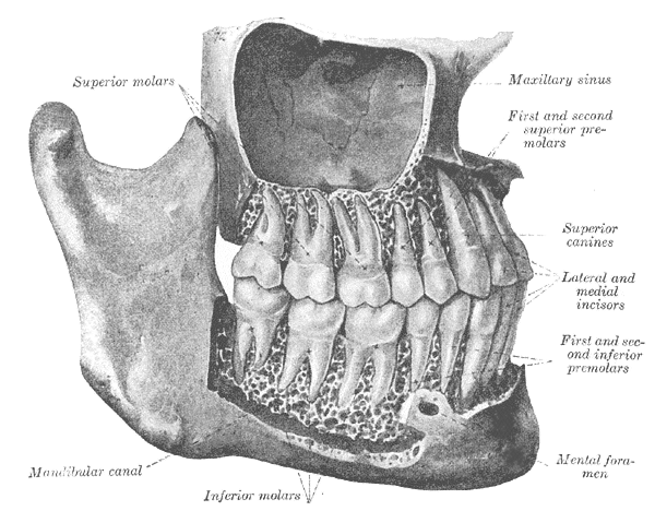 <p>Permanent Teeth, Viewed From the Right