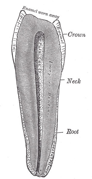 <p>The Mouth, Vertical section of a premolar tooth, Crown, Neck, Root, Enamel; worn away, Ivory; Dentine, Pulp cavity</p>