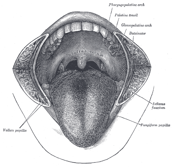 <p>Oral Cavity and Palatine Tonsils