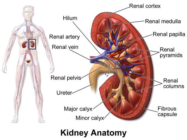 <p>Kidney Anatomy</p>