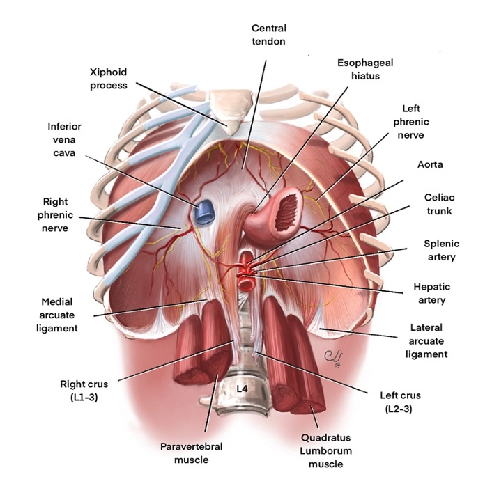 <p>Anatomy of a Normal Diaphragm. The image portrays the diaphragm and its surrounding anatomical structures.</p>