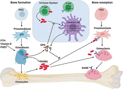 <p>Role of RANKL/RANK/OPG Axis on Bone Homeostasis and Immune System
