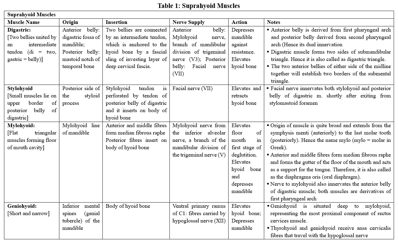 <p>Suprahyoid Muscles