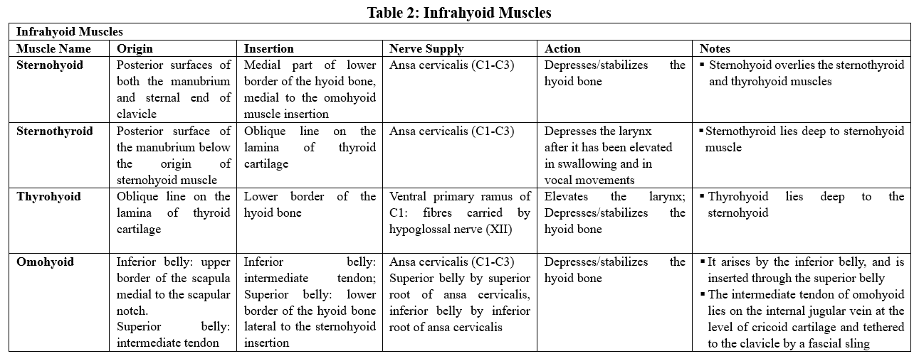 <p>Infrahyoid Muscles