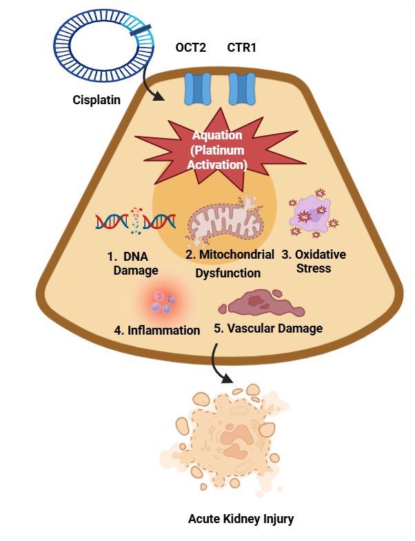 <p>Figure 1: Pathophysiological Mechanisms of Platinum-Induced Nephrotoxicity</p>