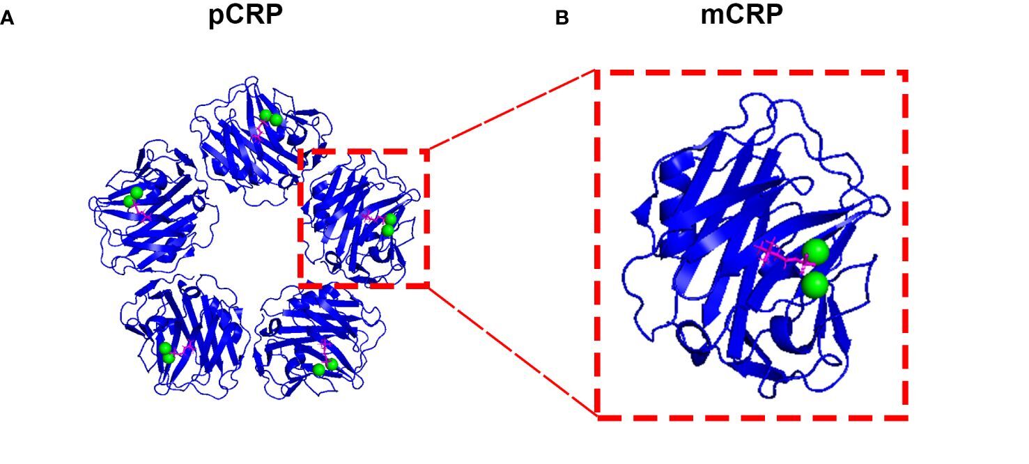<p>C-Reactive Protein Isoforms and Their Phosphocholine Complexes