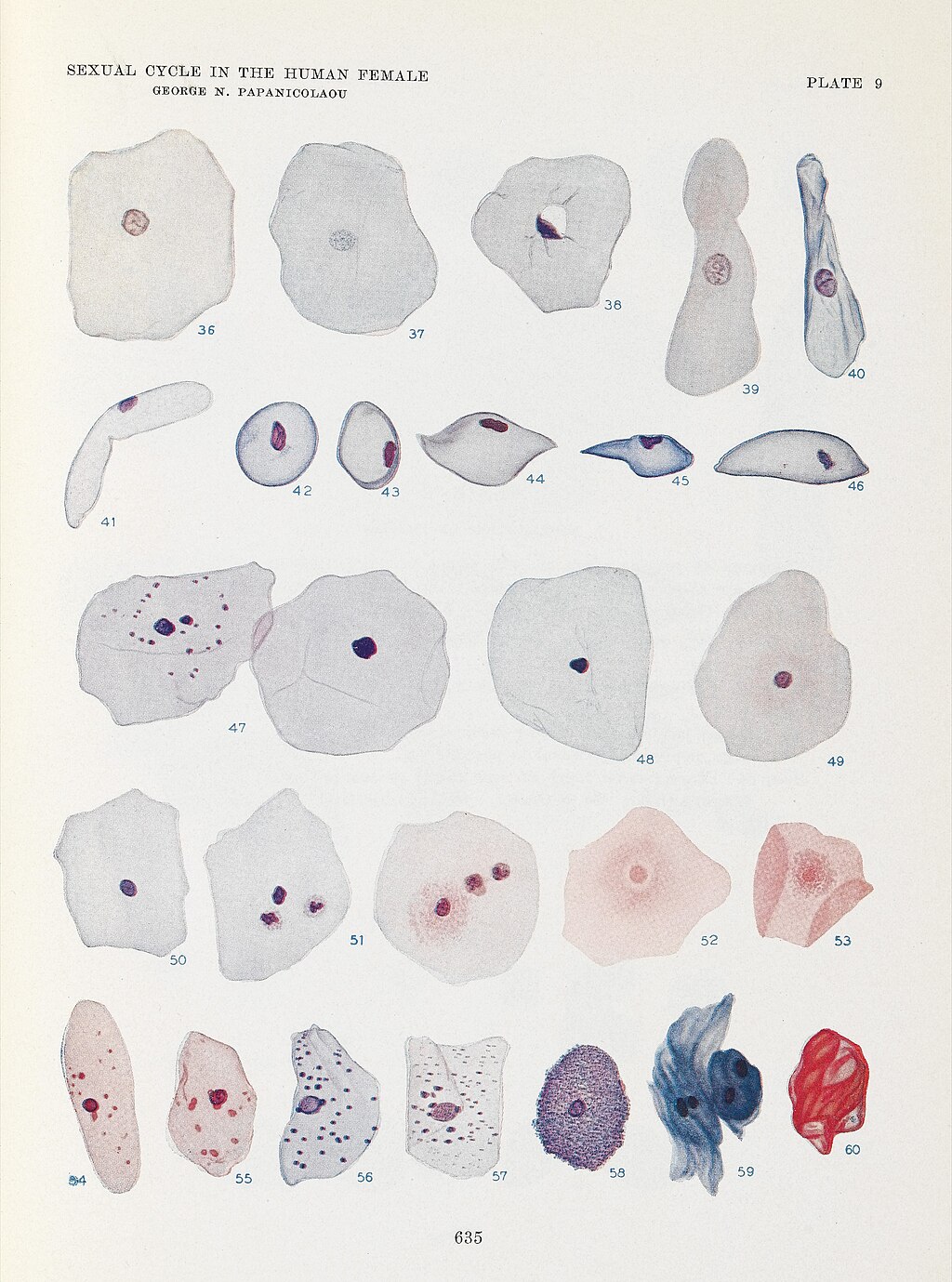 <p>George N Papanicolaou Drawings of Various Cells Found in Human Vaginal Smears I.</p>
