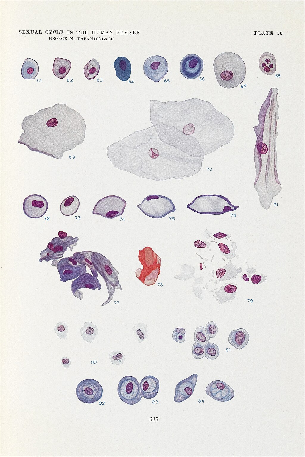 <p>George N Papanicolaou Drawings of Various Cells Found in Human Vaginal Smears II.</p>