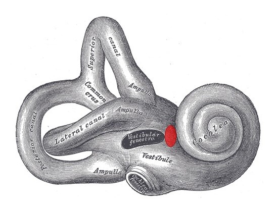 <p>Internal Ear