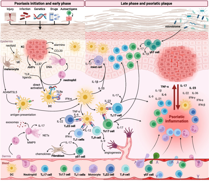 <p>Pathogenesis of Psoriasis