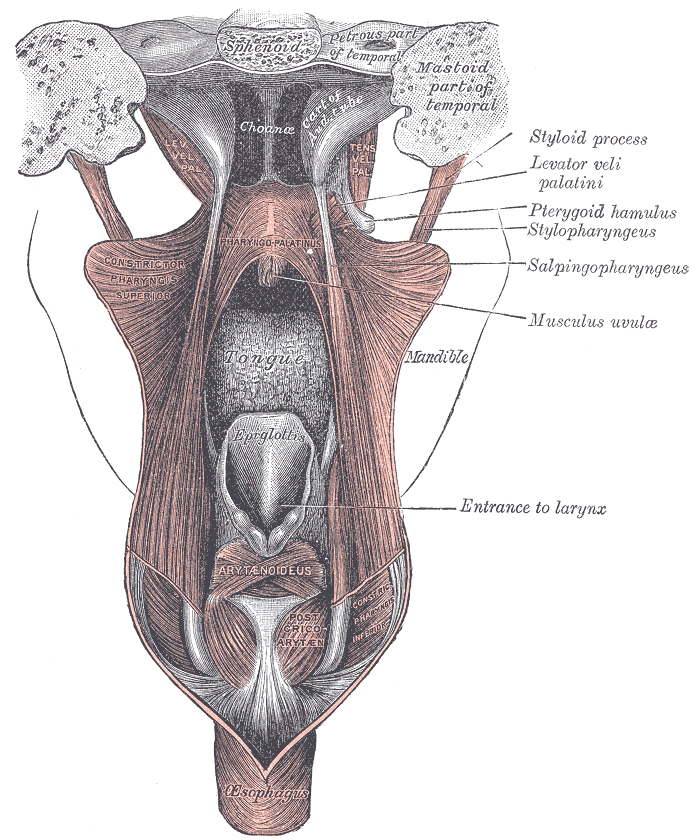 <p>Fauces Anatomy