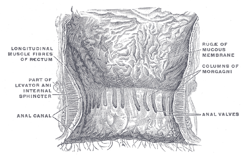 <p>The Large Intestine