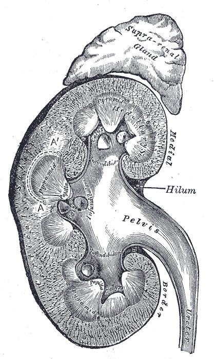 <p>The Urinary Organs